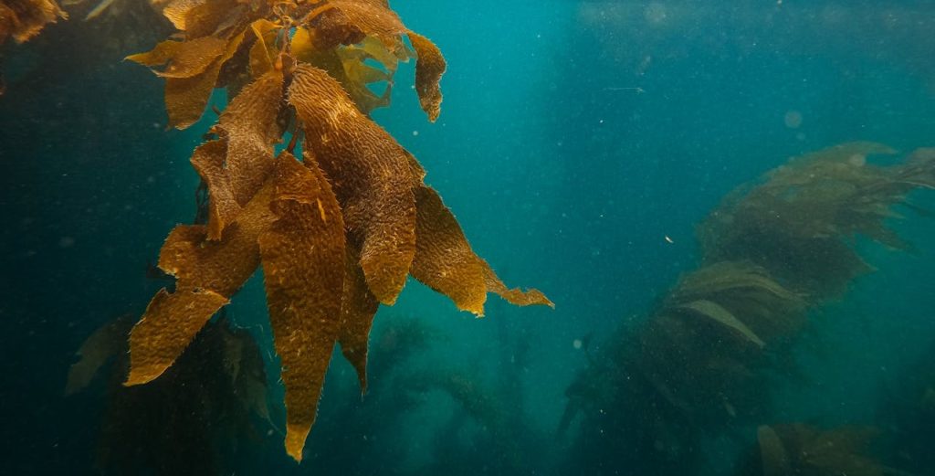 Vitamins and Minerals